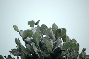 Mockingbird, Floreana, 2004-11014641